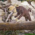 slides/IMG_2318.jpg wildlife, feline, big cat, cat, predator, fur, spot, puma, mountain lion, jump, action, cougar WBCW66 - Puma - Mountain Lion